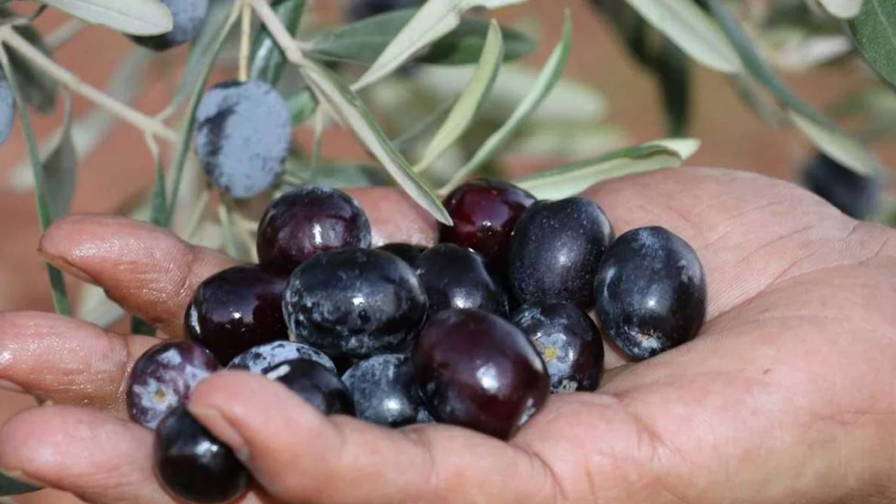 Gaziantep’te yaklaşık 55 bin ton zeytin rekoltesi bekleniyor