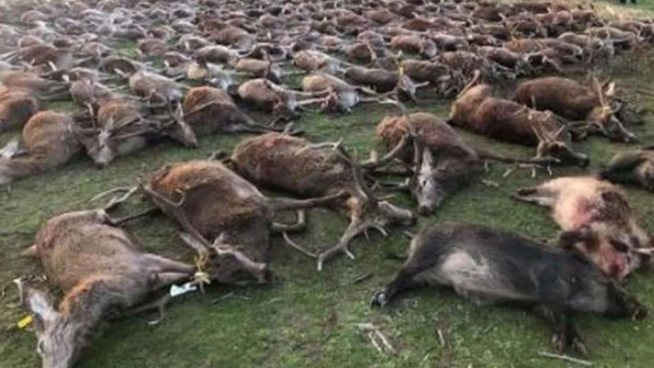 Portekiz'deki hayvan katliamı tepkilere neden oldu