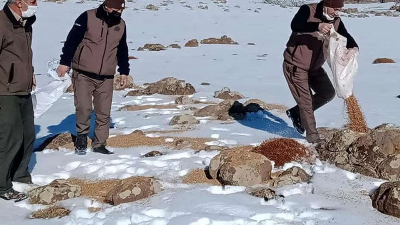 Kar yağışının olduğu yüksek yerlere yaban hayvanları için yem bırakıldı