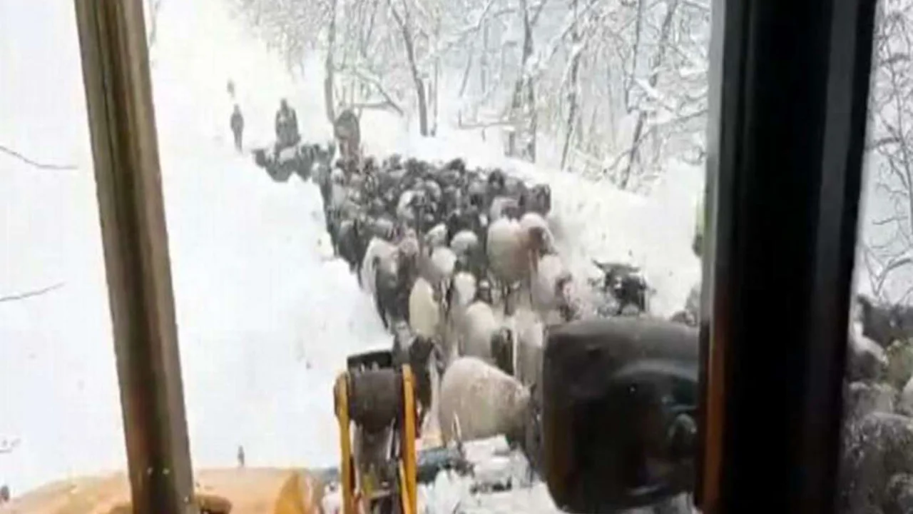 Karda mahsur kalan çobanlar ve koyun sürüsü kurtarıldı