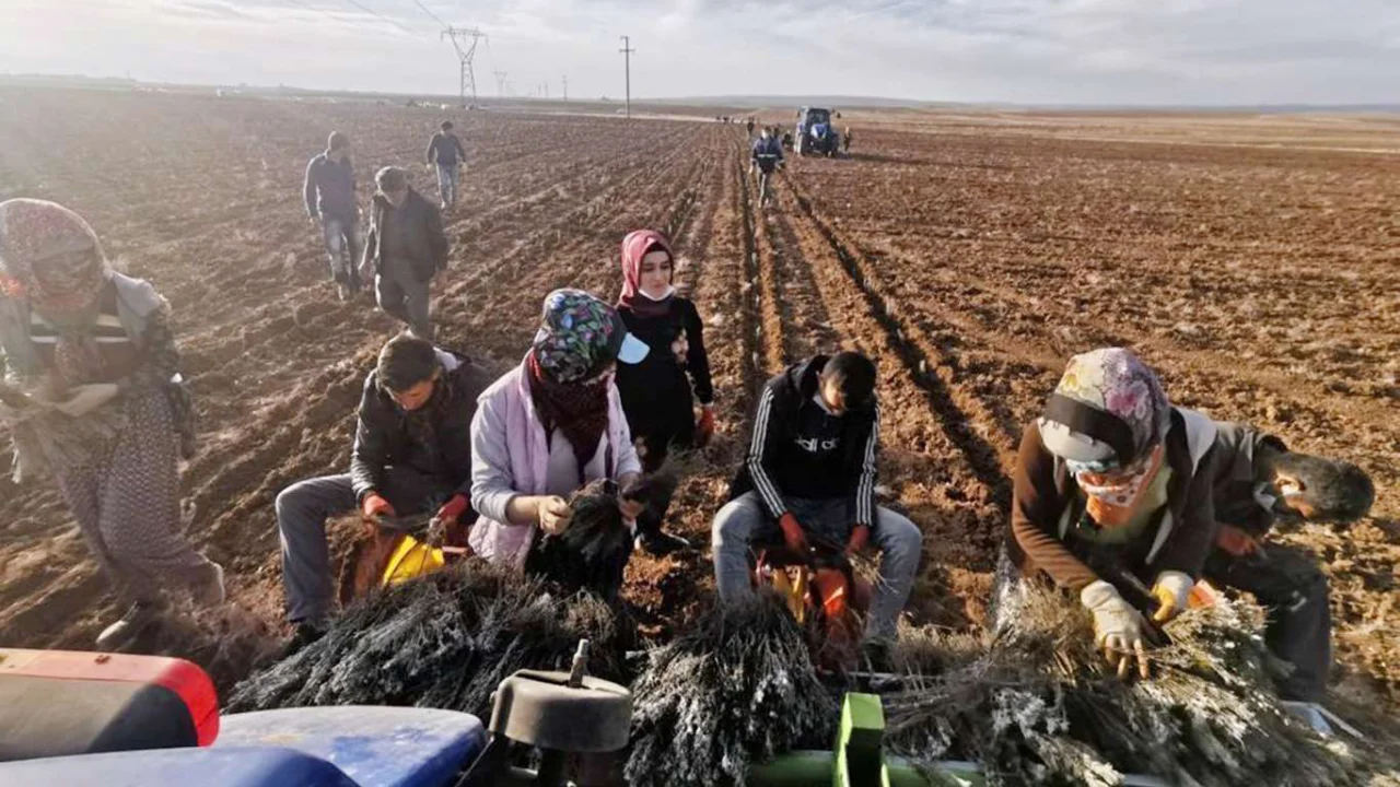 Mardin kırsalındaki kadınlar lavanta fidesi ekti