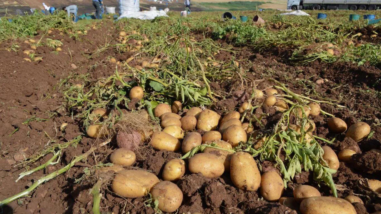 Belediyeler üreticiden patates alacak