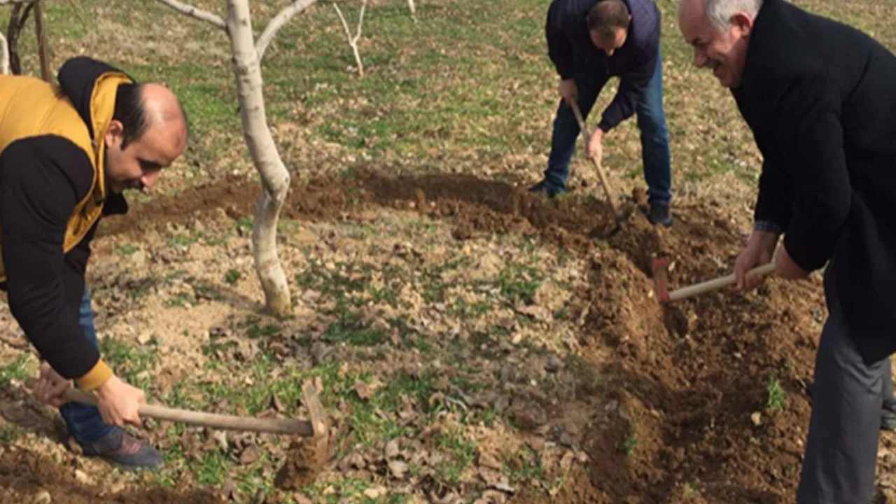 Fıstıkta gübrelemenin önemi ve uygulama yöntemi