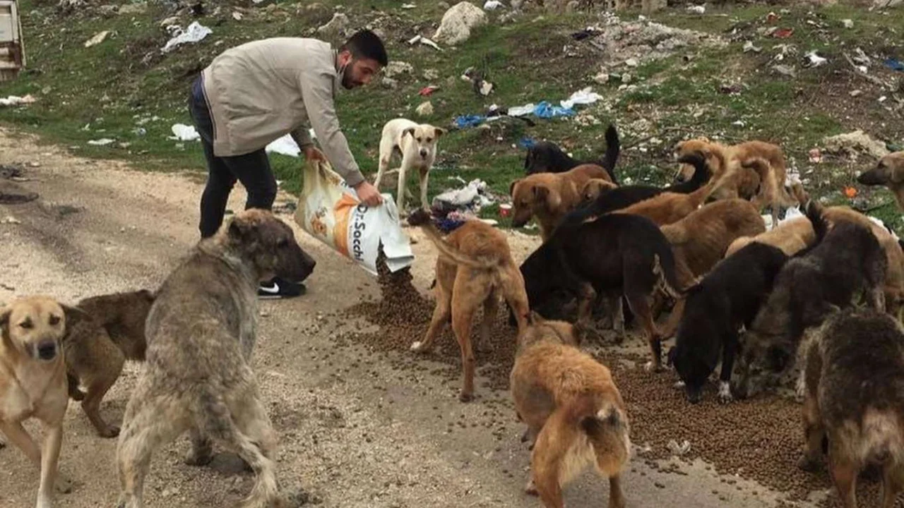 Kırklareli Valiliği tarafından sokak hayvanlarına yem verildi