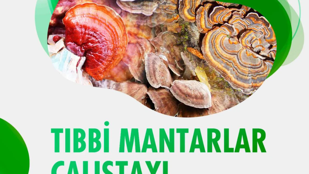 MAÜ tıbbi mantarları çalıştay ile değerlendirecek