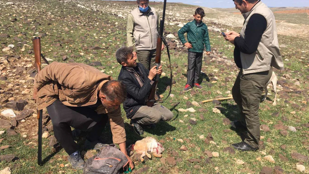 Şanlıurfa'da kaçak tavşan avlayan şahıs yakalandı