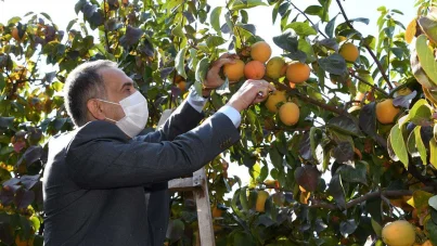 Adıyaman'da hurma hasadı başladı