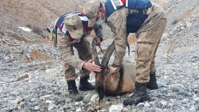 Adıyaman'da ayağı kırık olarak bulunan dağ keçisi yetkililere teslim edildi