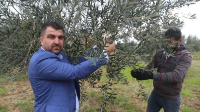 Zeytin bahçesiyle istihdam sağlayan örnek çiftçi kendi markasıyla zeytinyağı üretiyor